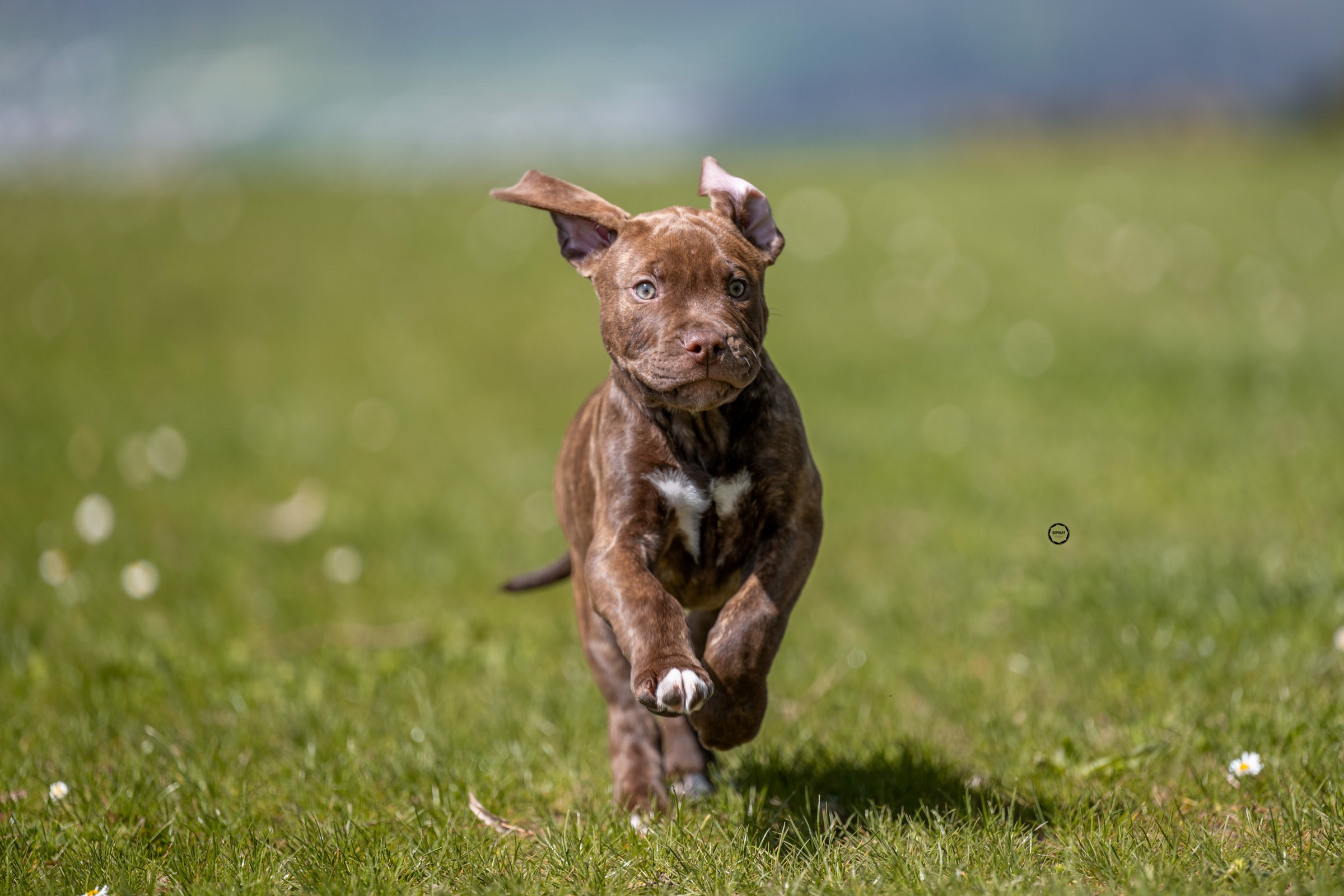 Sophart Photography
Welpen Fotoshooting Aargau