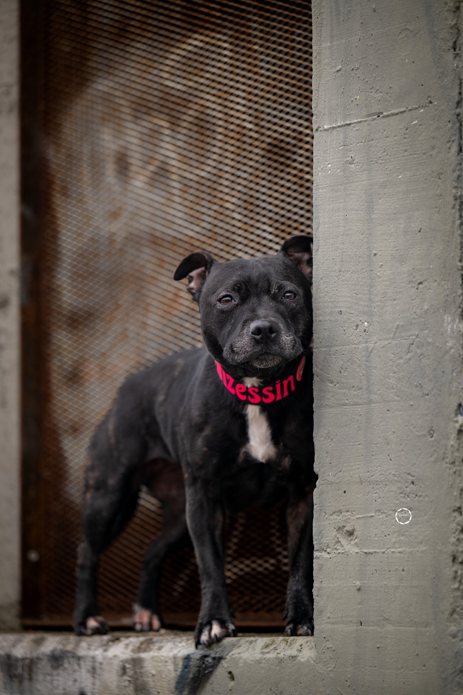 Sophart Photography Hunde Fotografie