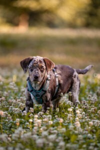 Sophart Photography
Welpen Fotoshooting Aargau