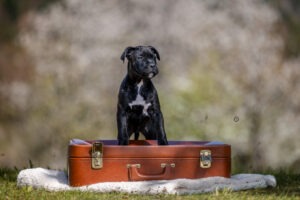 Sophart Photography
Welpen Fotoshooting Aargau