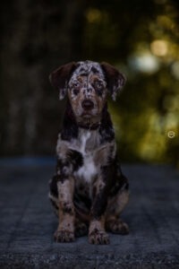 Sophart Photography
Welpen Fotoshooting Aargau