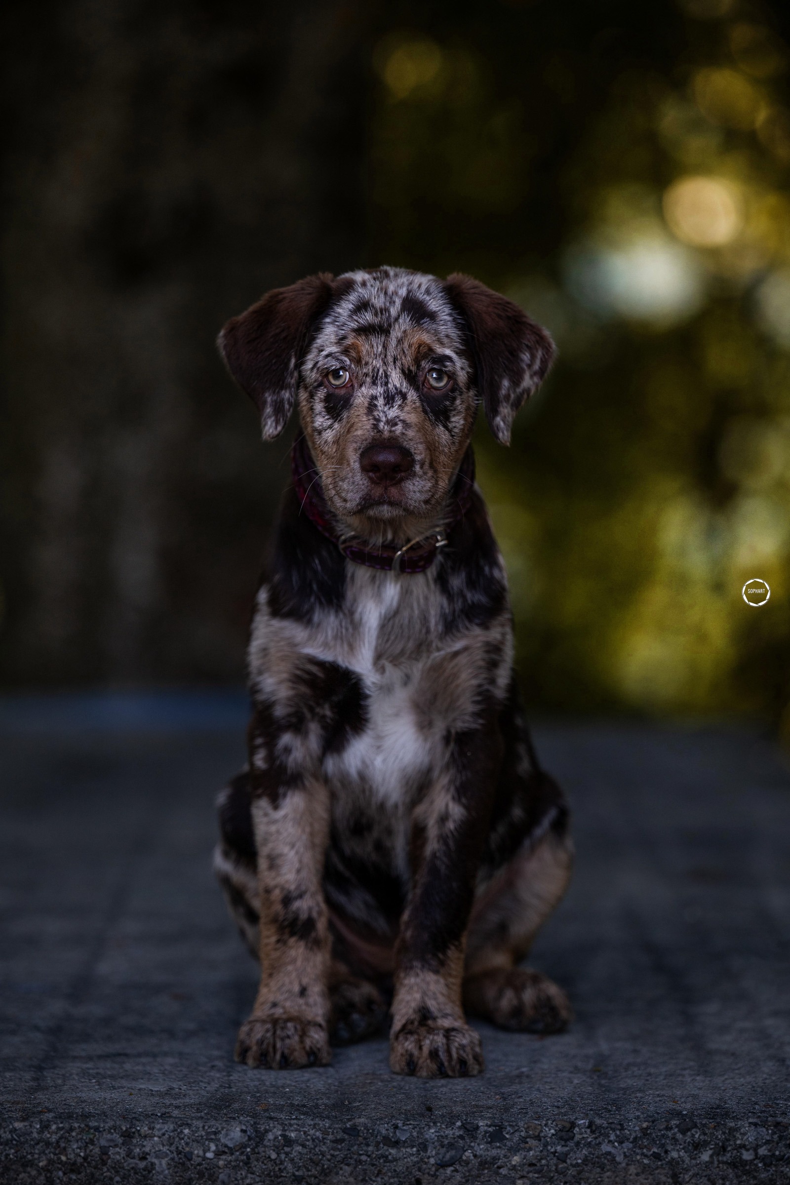 Sophart Photography
Welpen Fotoshooting Aargau