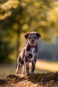 Sophart Photography
Welpen Fotoshooting Aargau