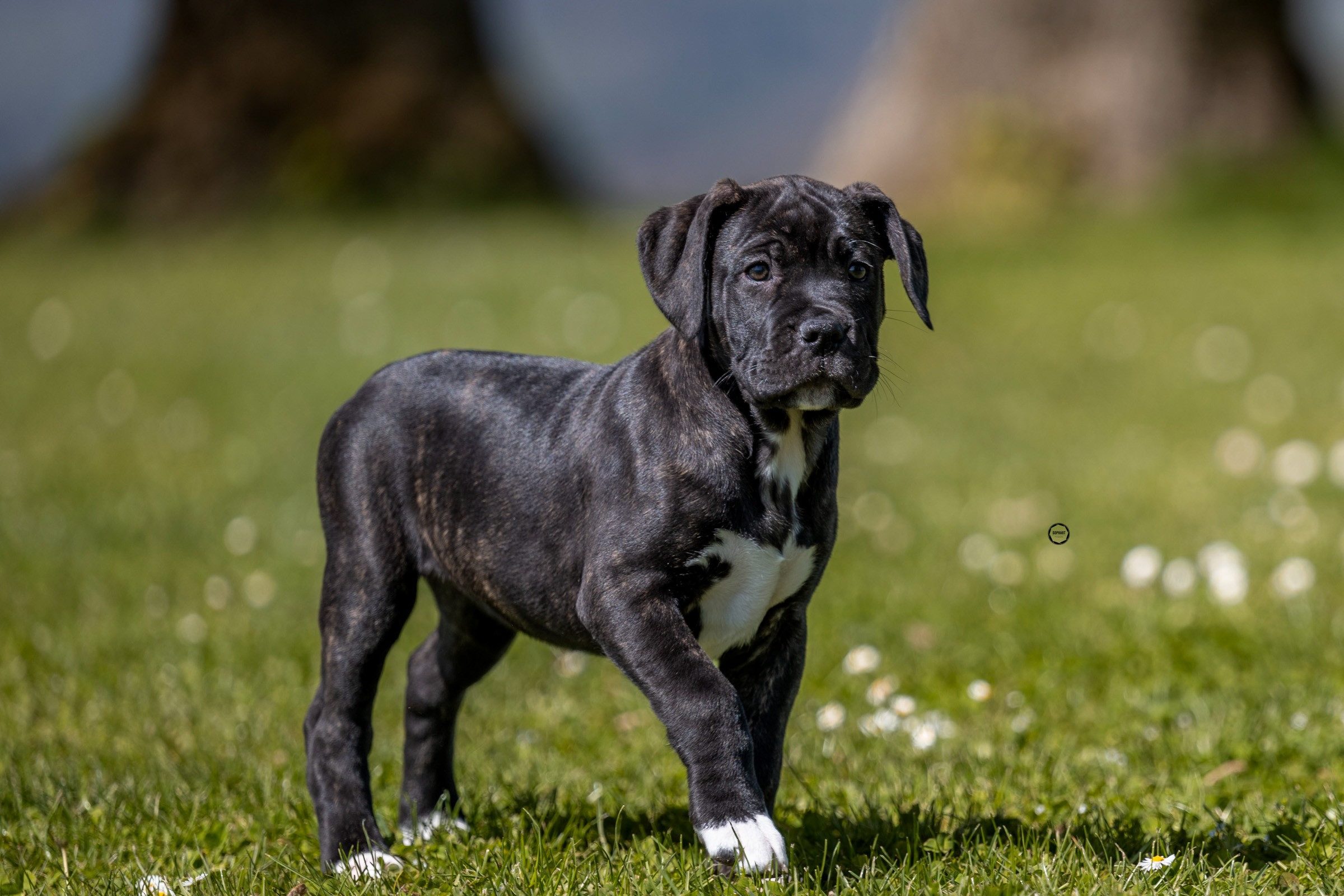 Sophart Photography
Welpen Fotoshooting Aargau