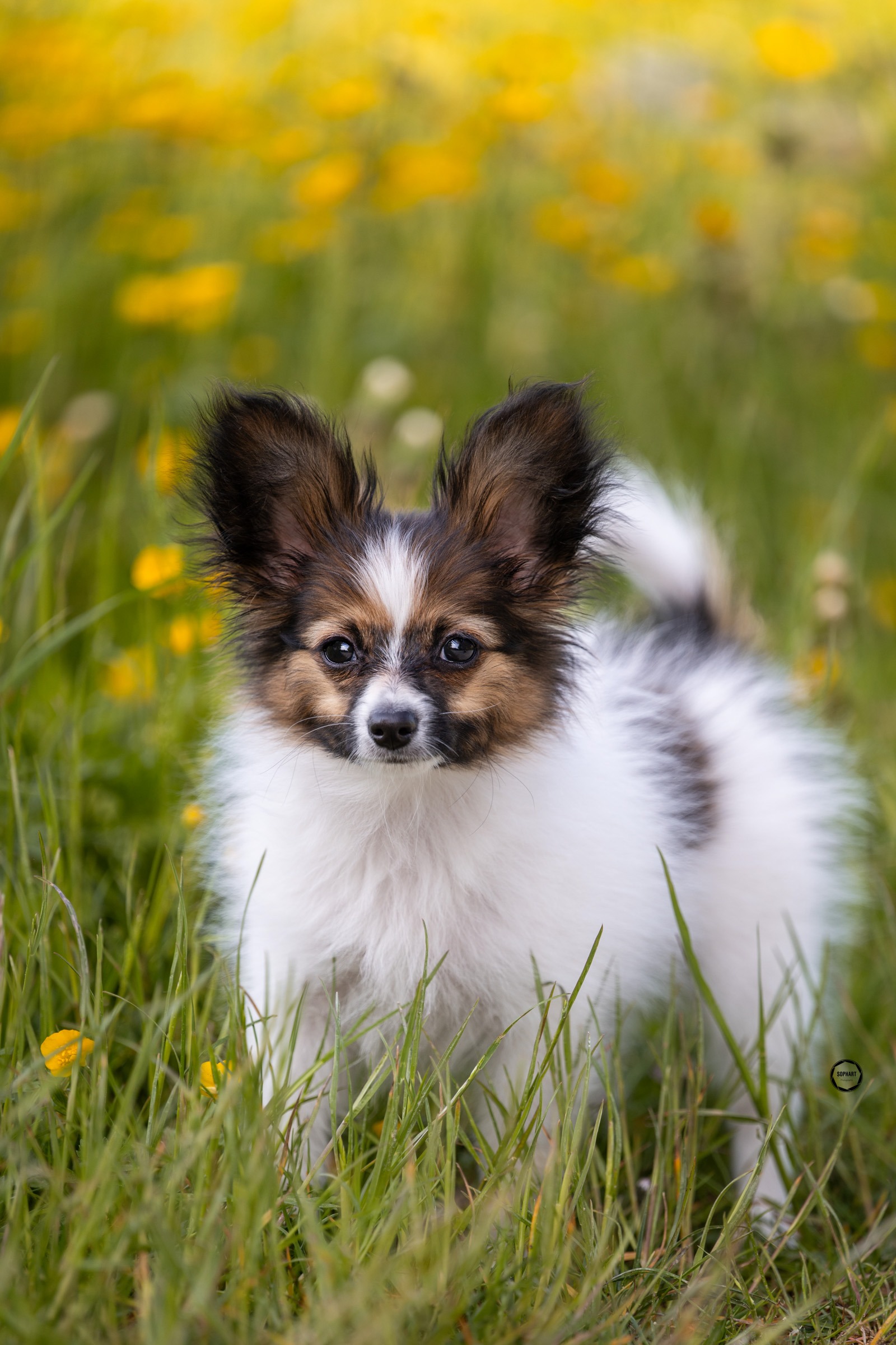 Sophart Photography
Welpen Fotoshooting Aargau