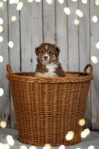 Welpenfotografie für Züchter