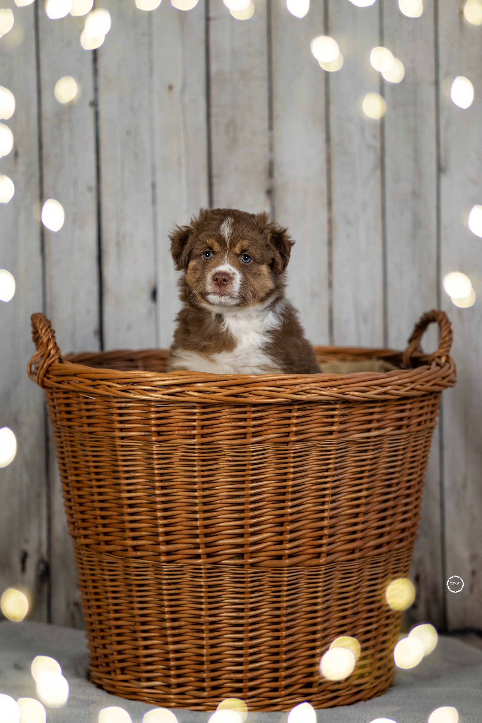 Welpenfotografie für Züchter