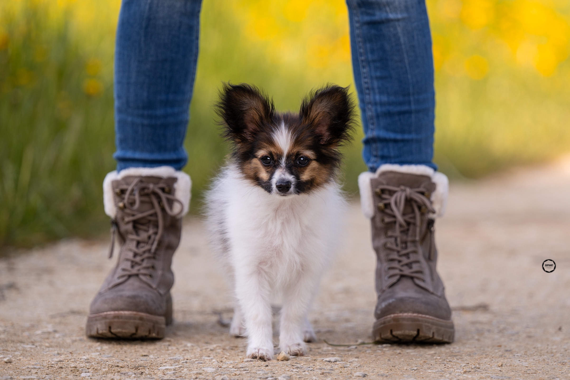 Sophart Photography
Welpen Fotoshooting Aargau