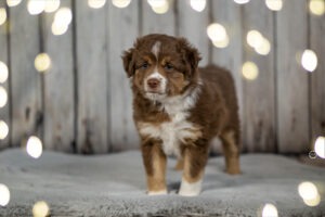 Welpenfotografie für Züchter