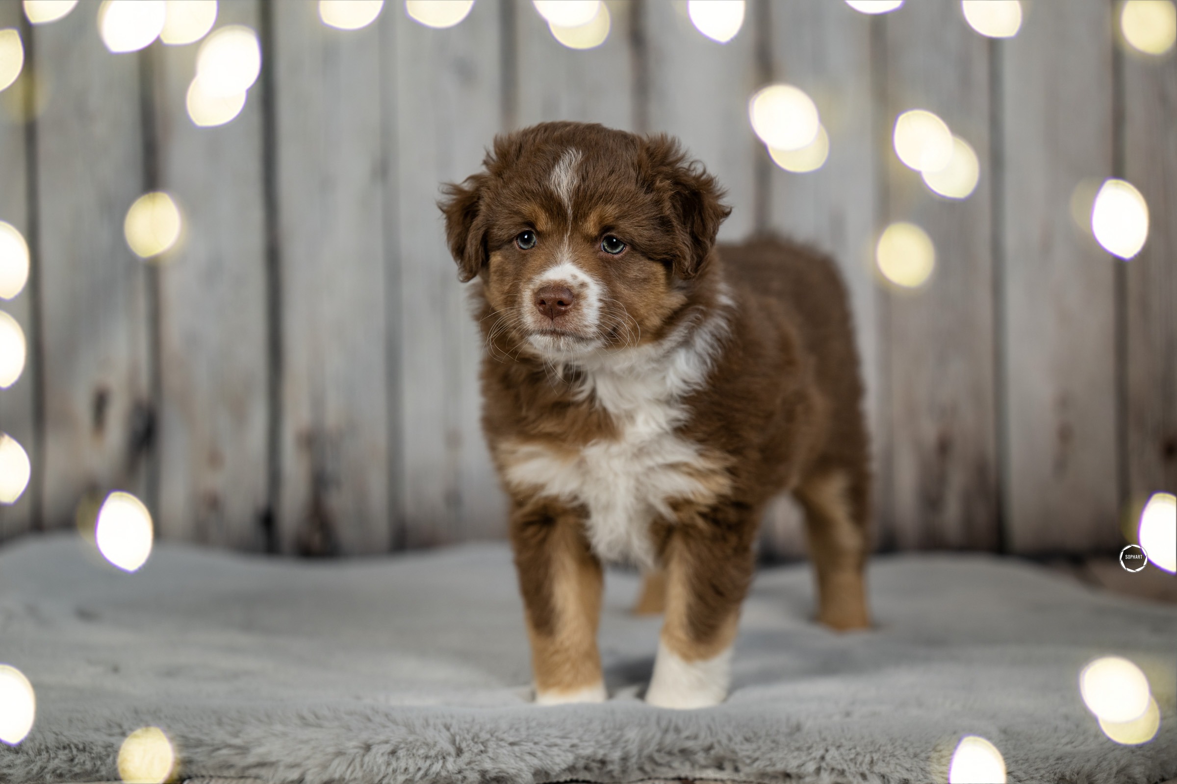 Welpenfotografie für Züchter