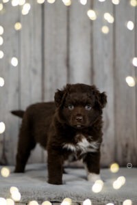 Welpenfotografie für Züchter