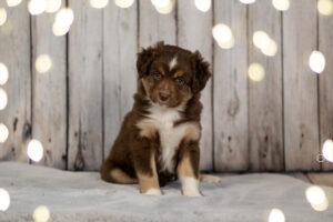 Welpenfotografie für Züchter