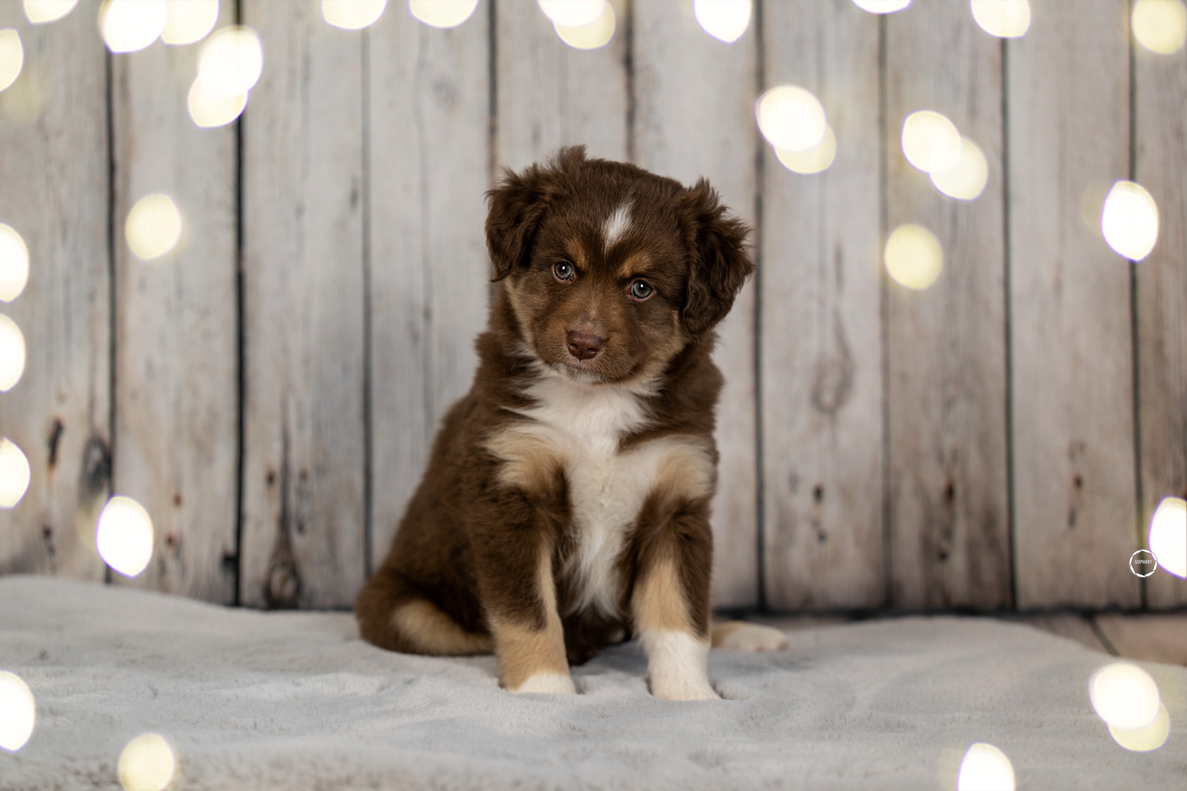 Welpenfotografie für Züchter