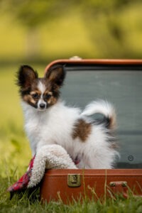 Sophart Photography
Welpen Fotoshooting Aargau