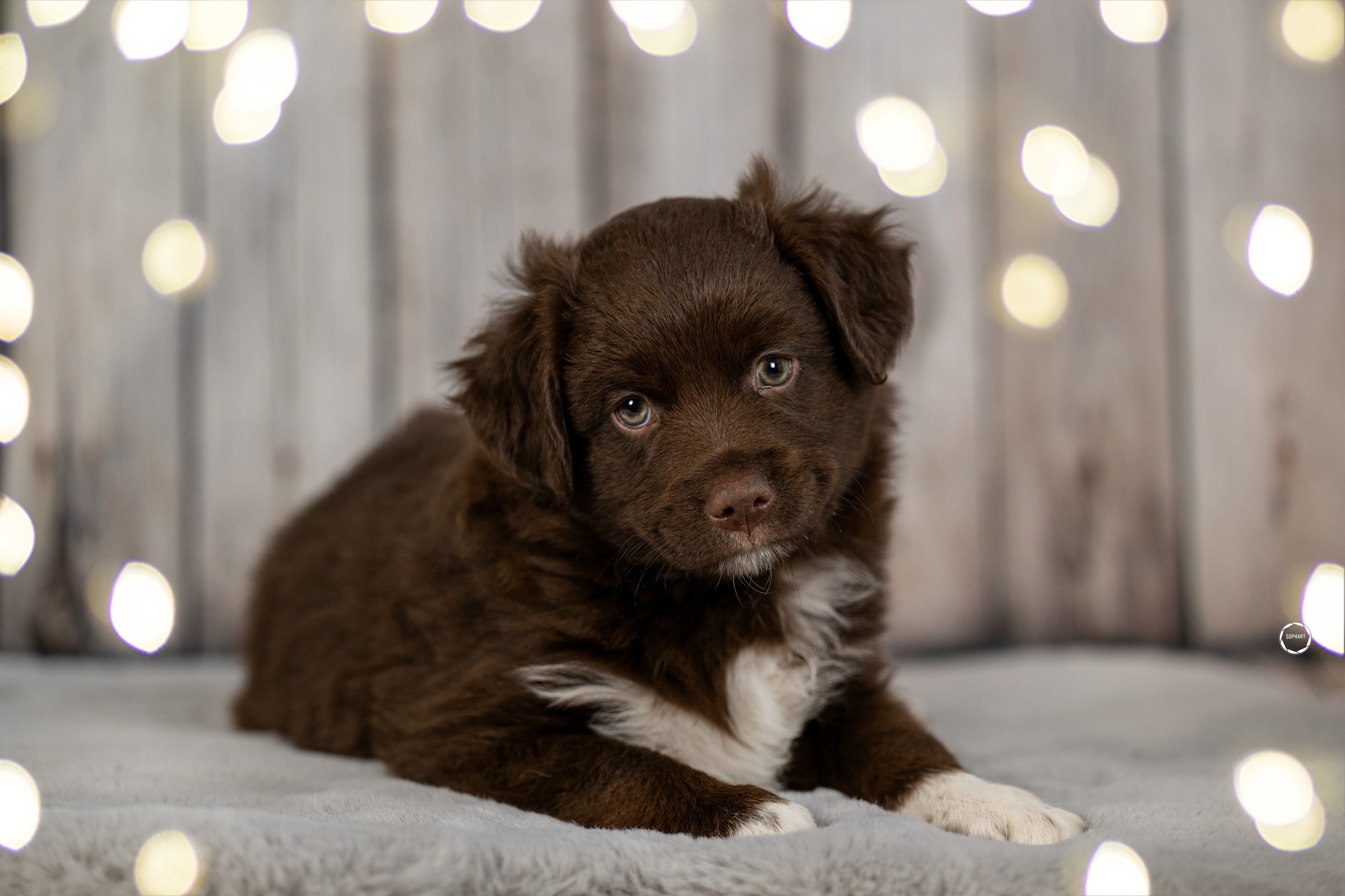 Welpenfotografie für Züchter