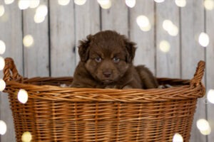 Welpenfotografie für Züchter