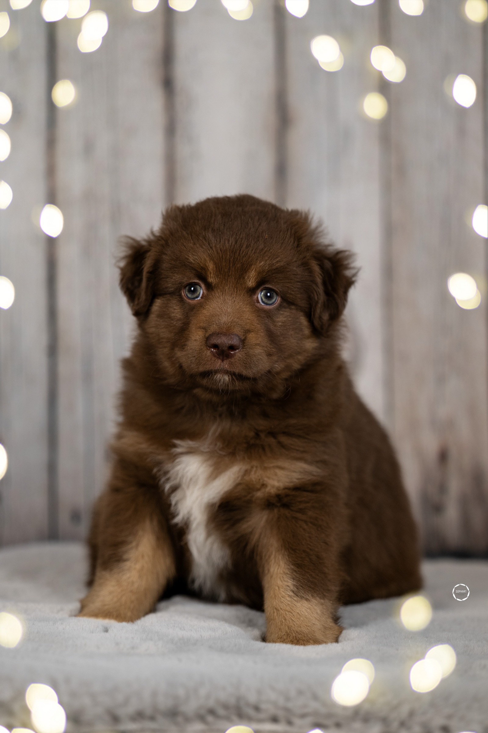 Welpenfotografie für Züchter