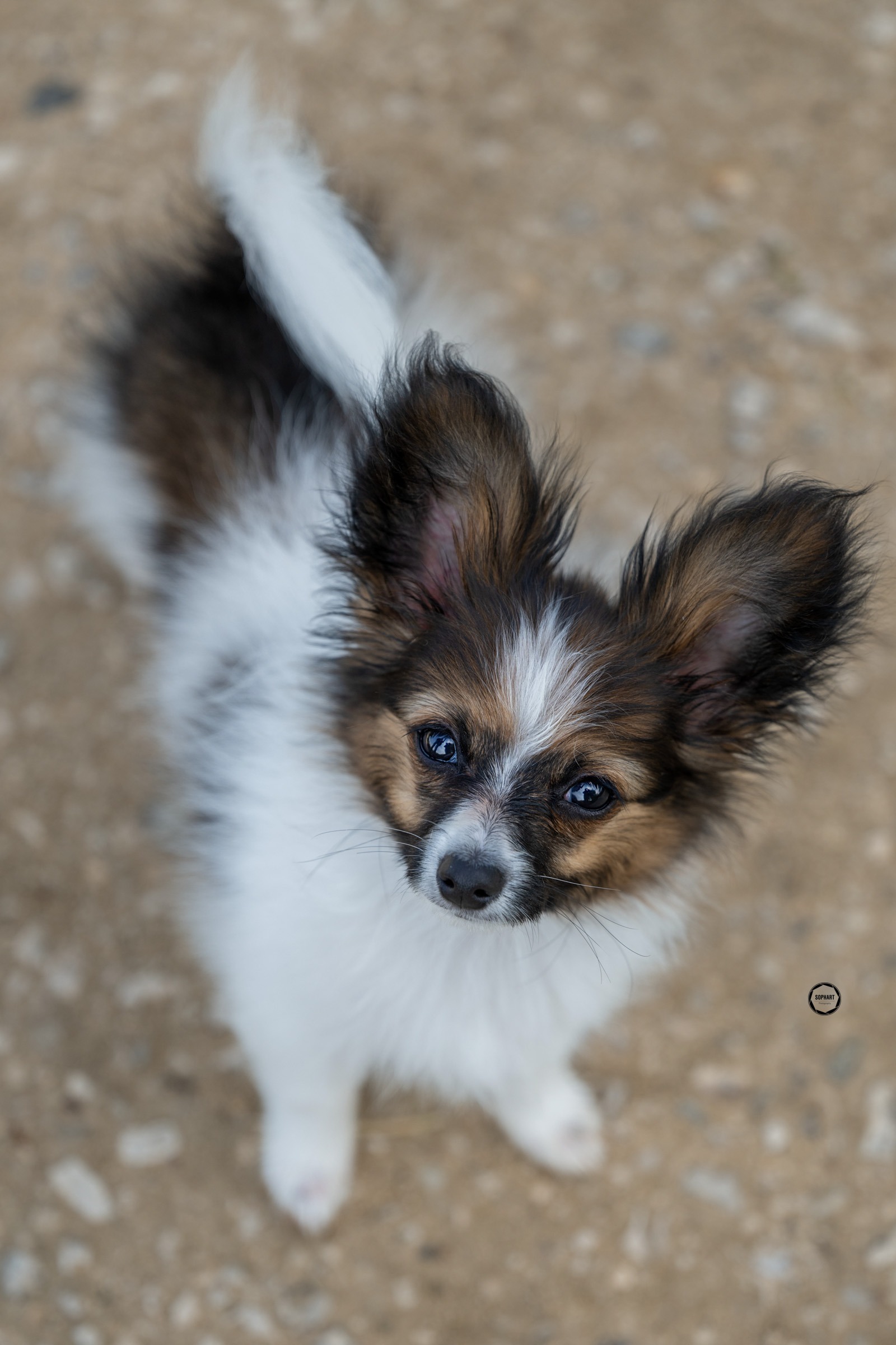 Sophart Photography
Welpen Fotoshooting Aargau