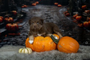 Welpenfotografie für Züchter