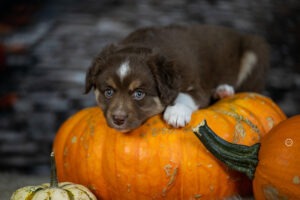 Welpenfotografie für Züchter