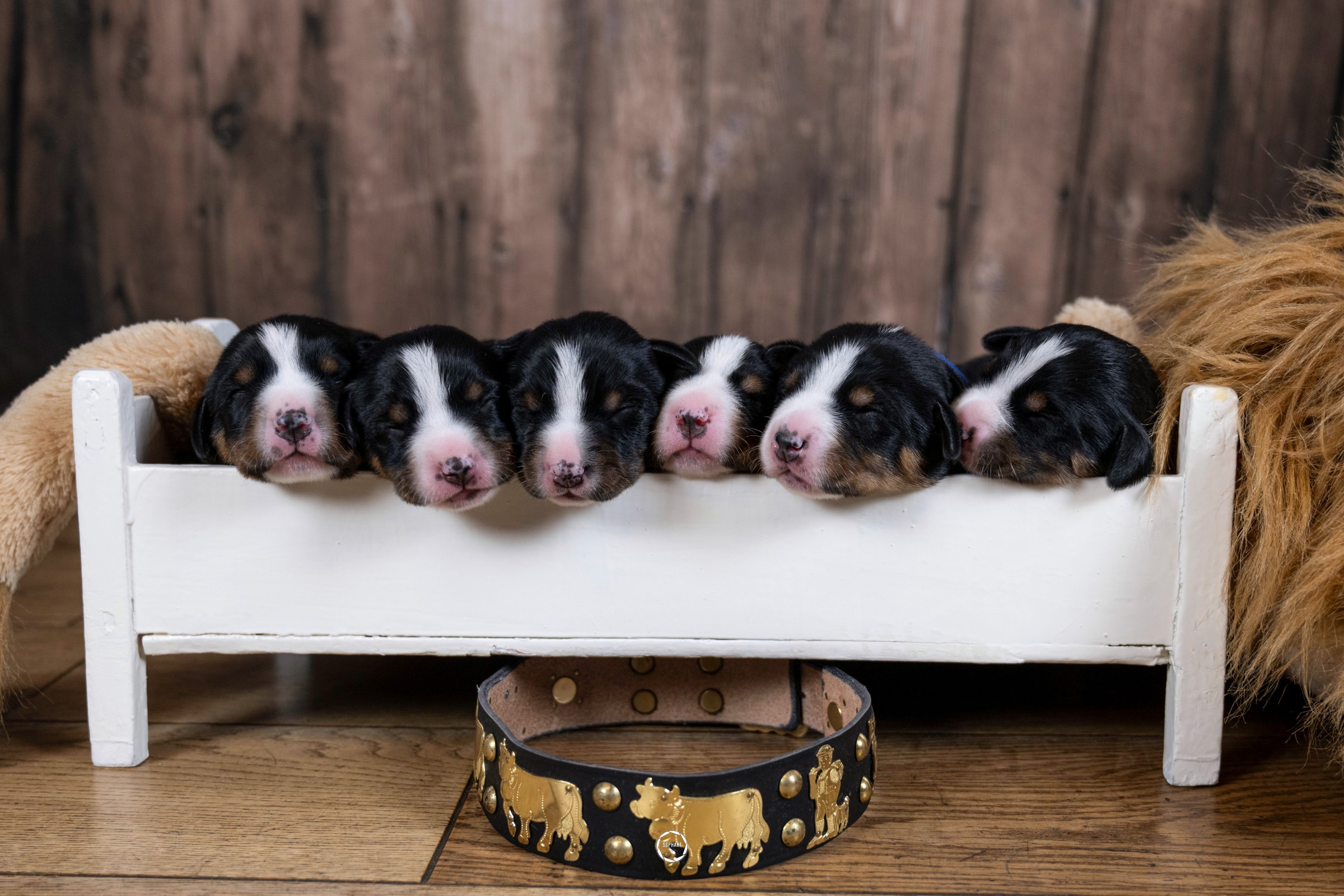 Züchter Special - Welpenfotografie