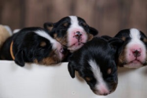 Züchter Special - Welpenfotografie