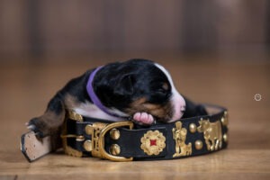 Züchter Special - Welpenfotografie