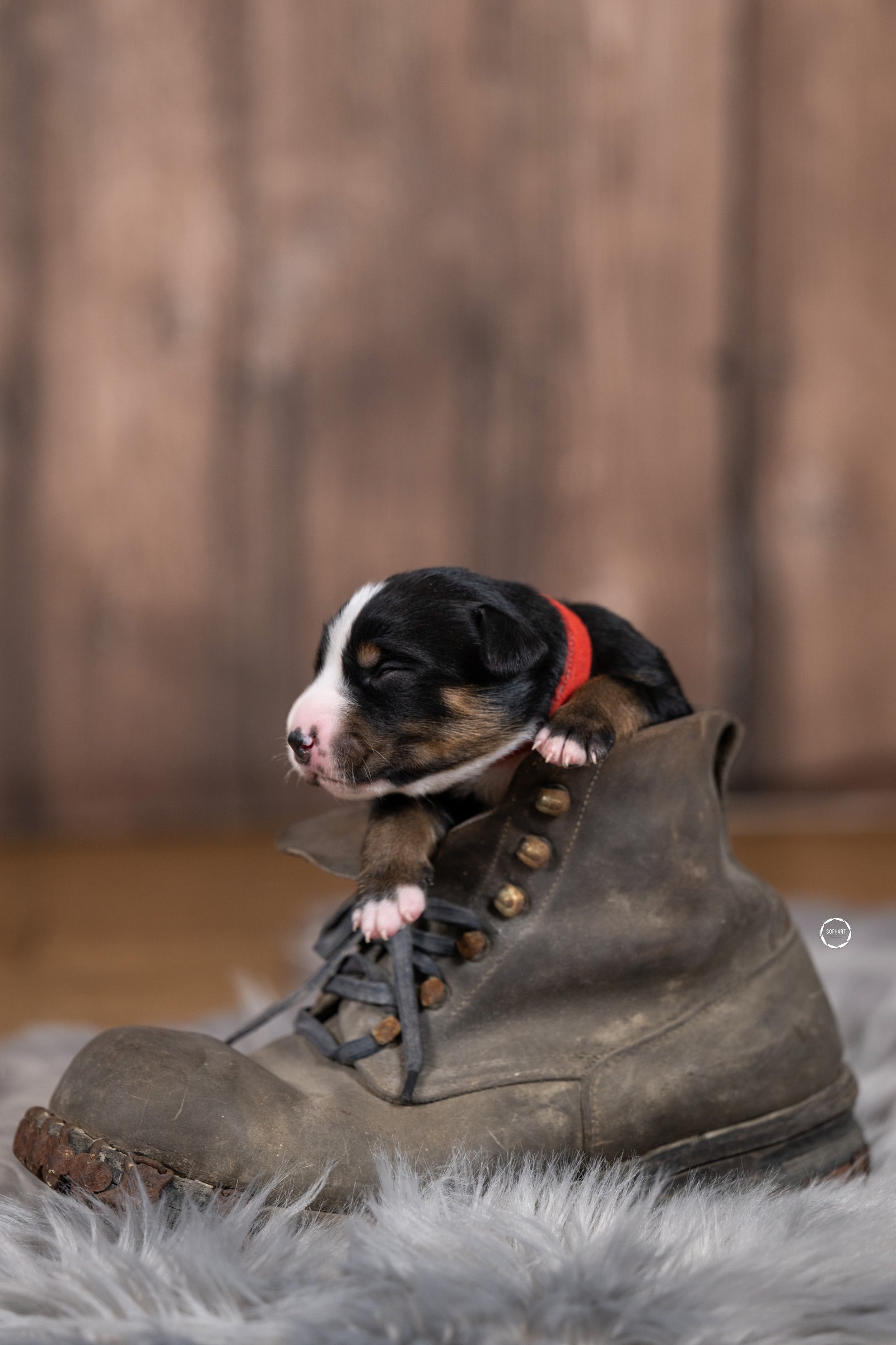 Züchter Special - Welpenfotografie