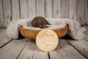 Welpenfotografie für Züchter