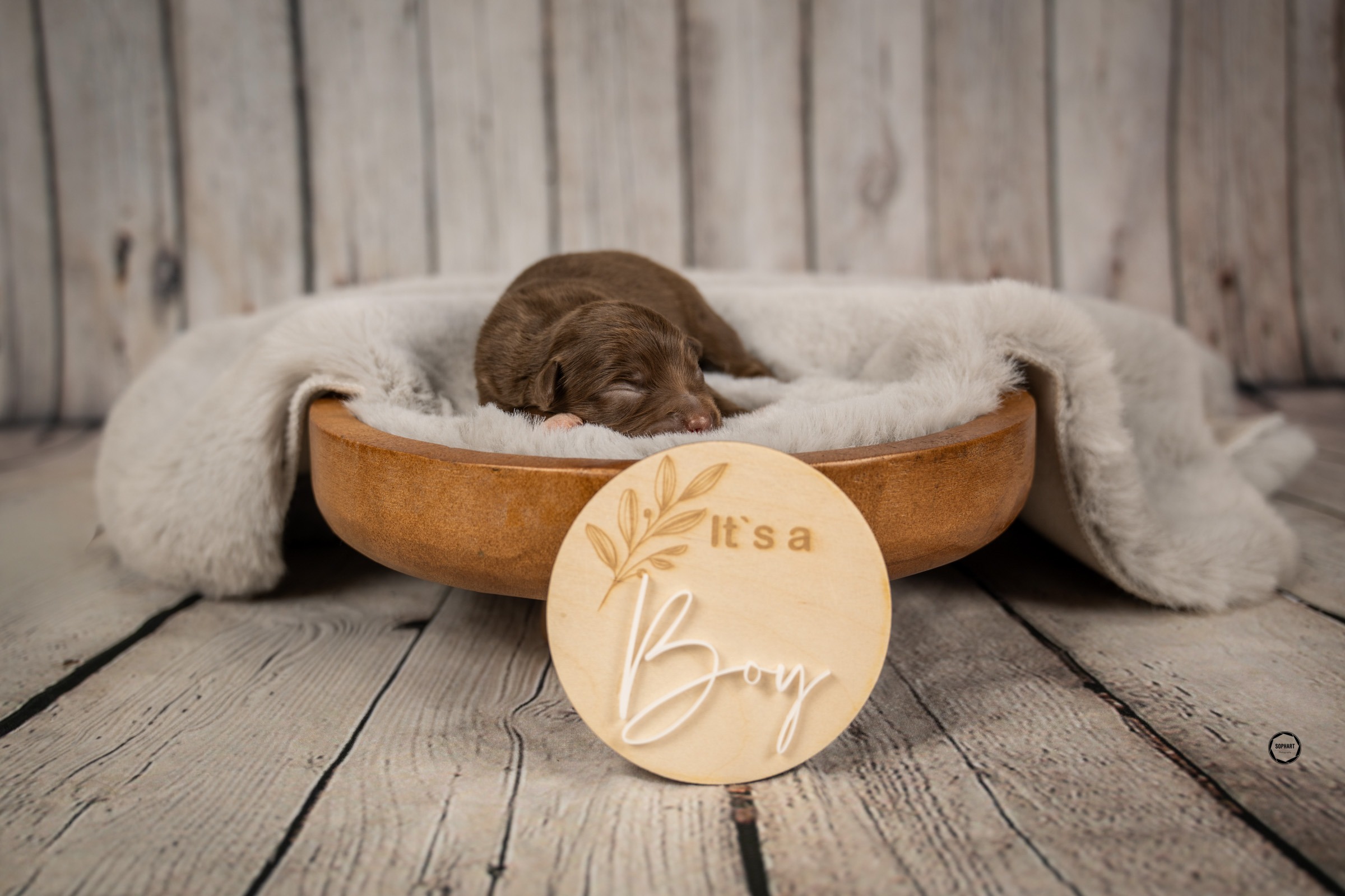 Züchter Special - Welpenfotografie