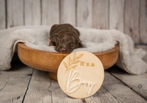 Welpenfotografie für Züchter