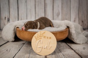 Welpenfotografie für Züchter