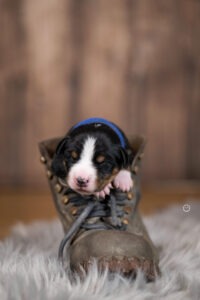 Züchter Special - Welpenfotografie