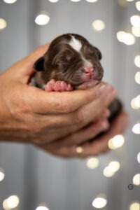 Welpenfotografie für Züchter