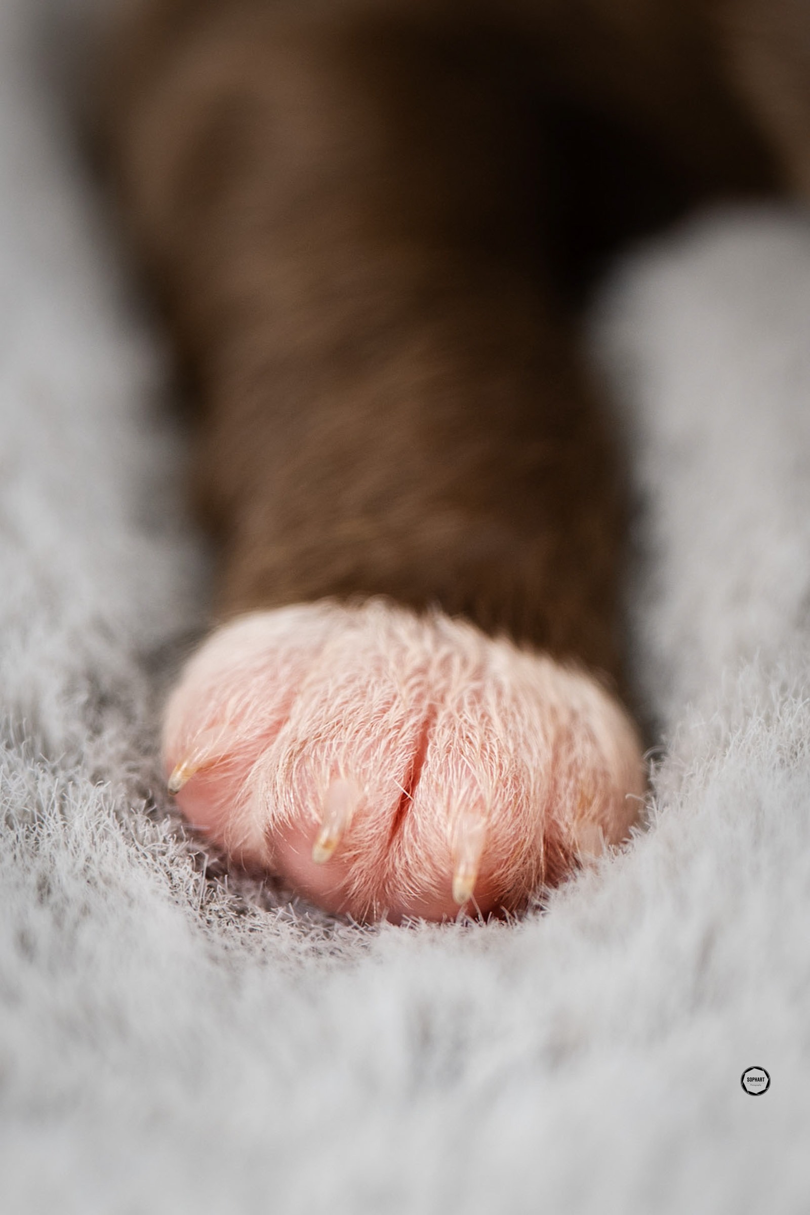 Welpenfotografie für Züchter