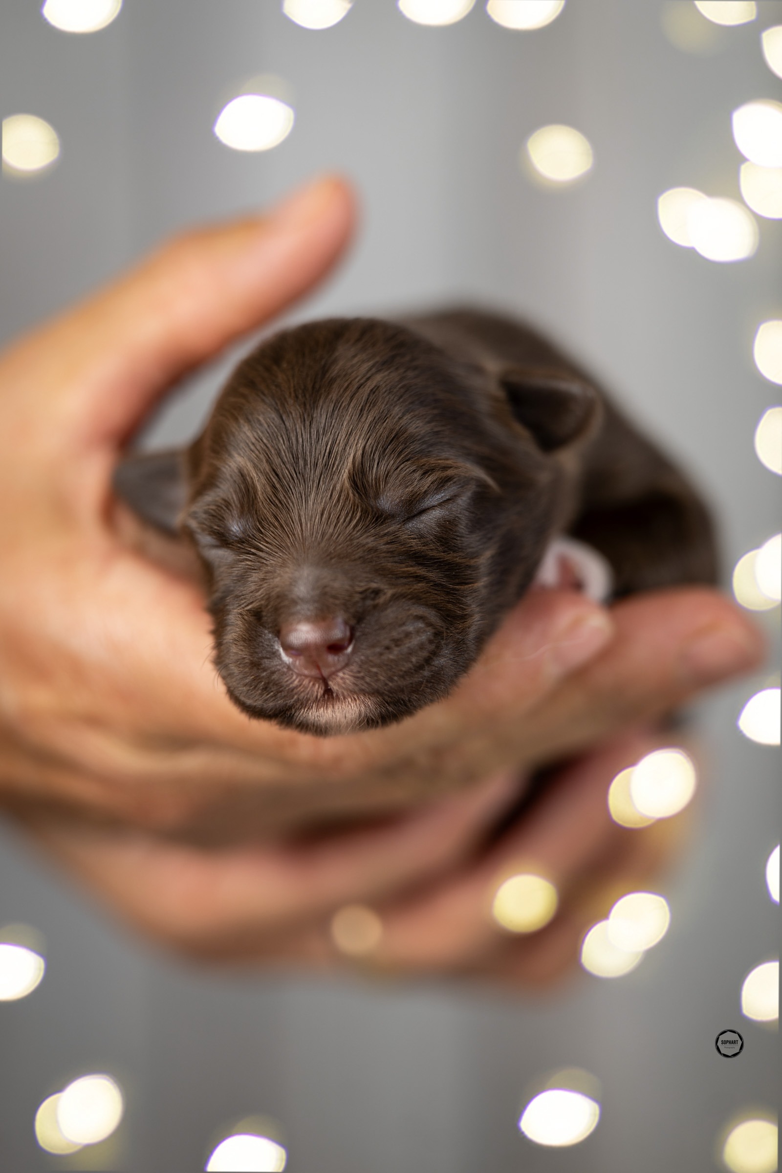 Welpenfotografie für Züchter