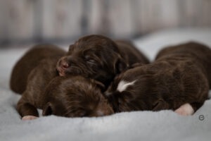 Welpenfotografie für Züchter