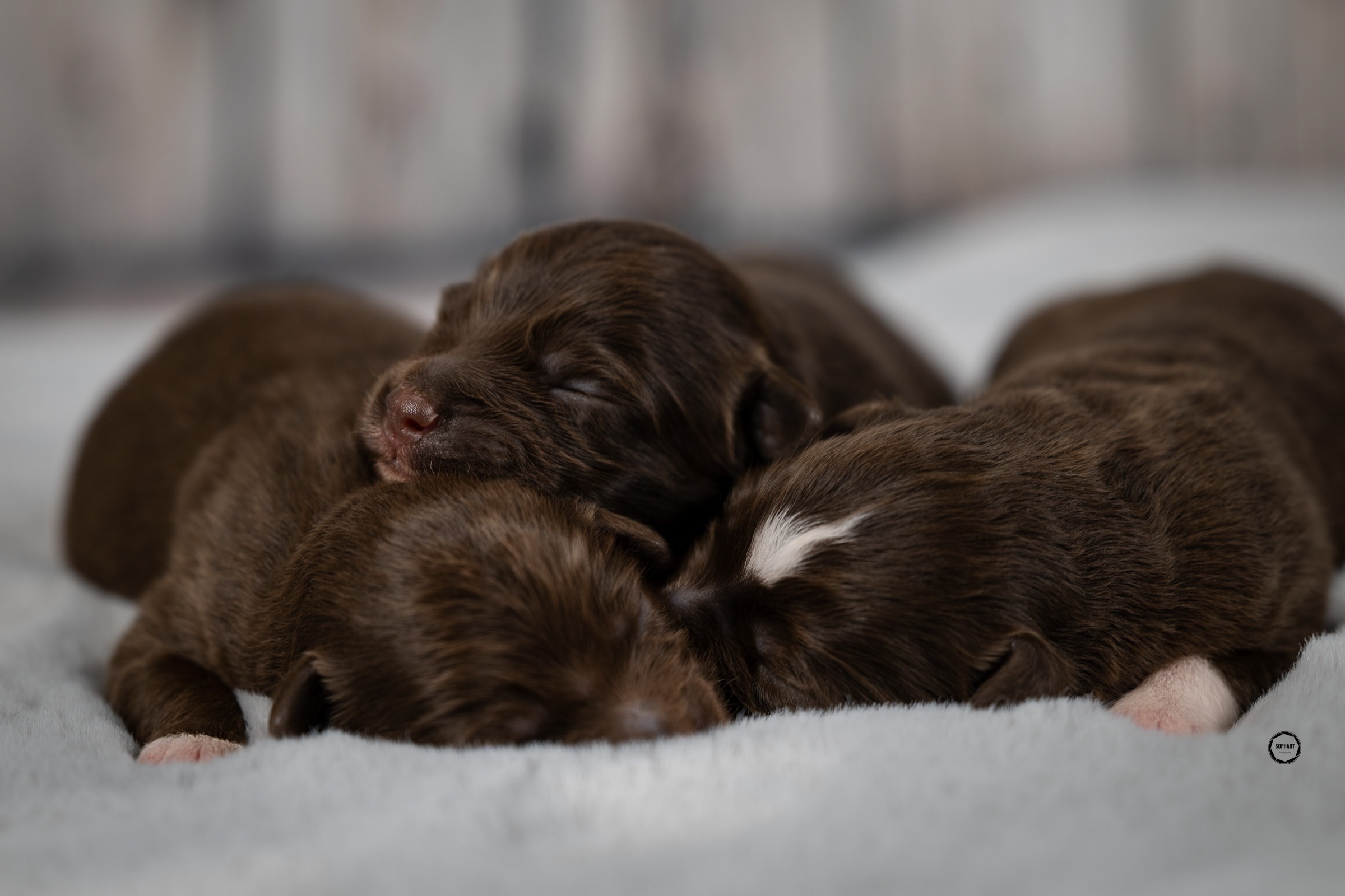 Welpenfotografie für Züchter