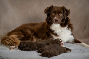 Welpenfotografie für Züchter