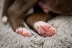 Welpenfotografie für Züchter