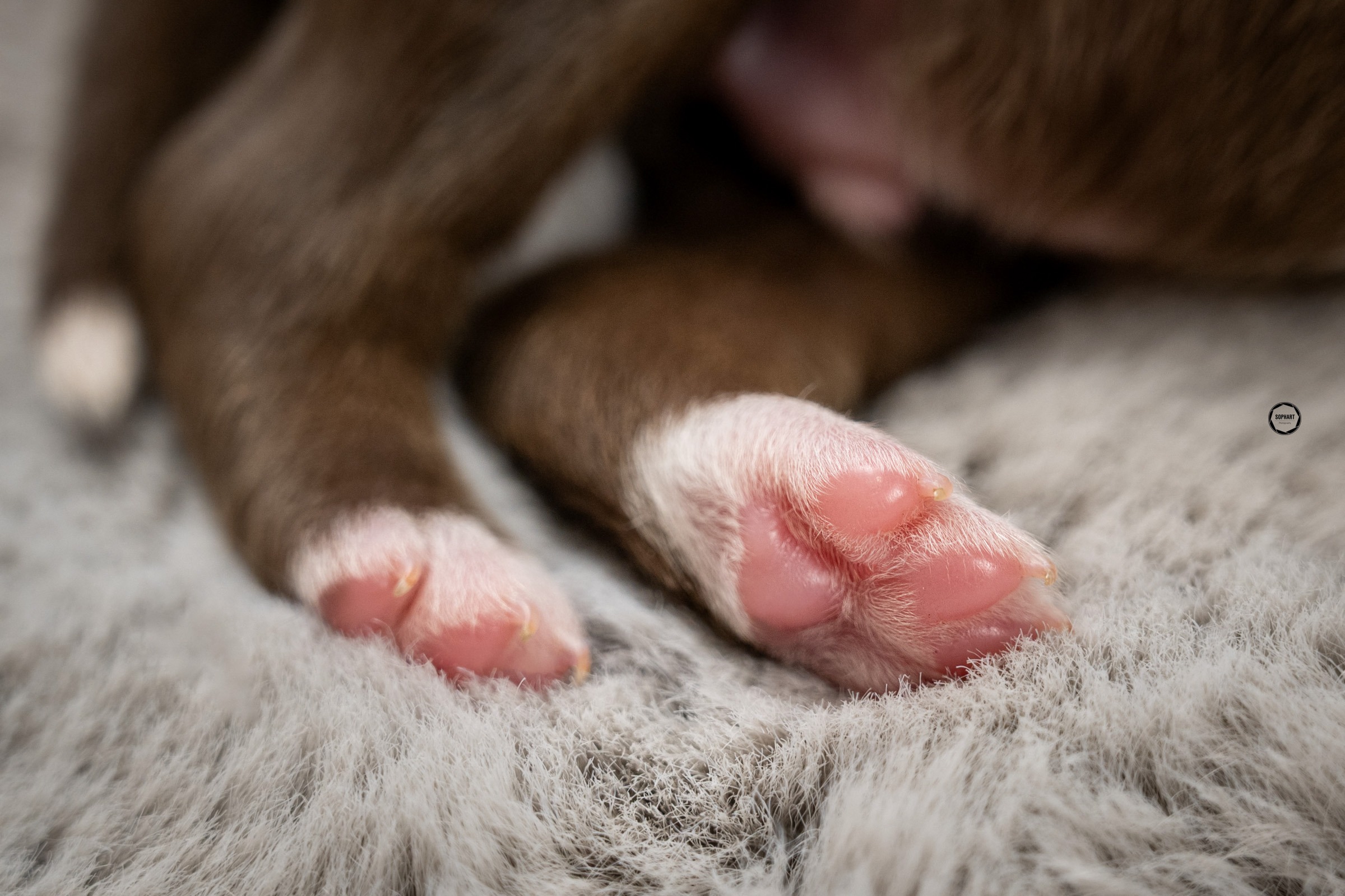 Welpenfotografie für Züchter