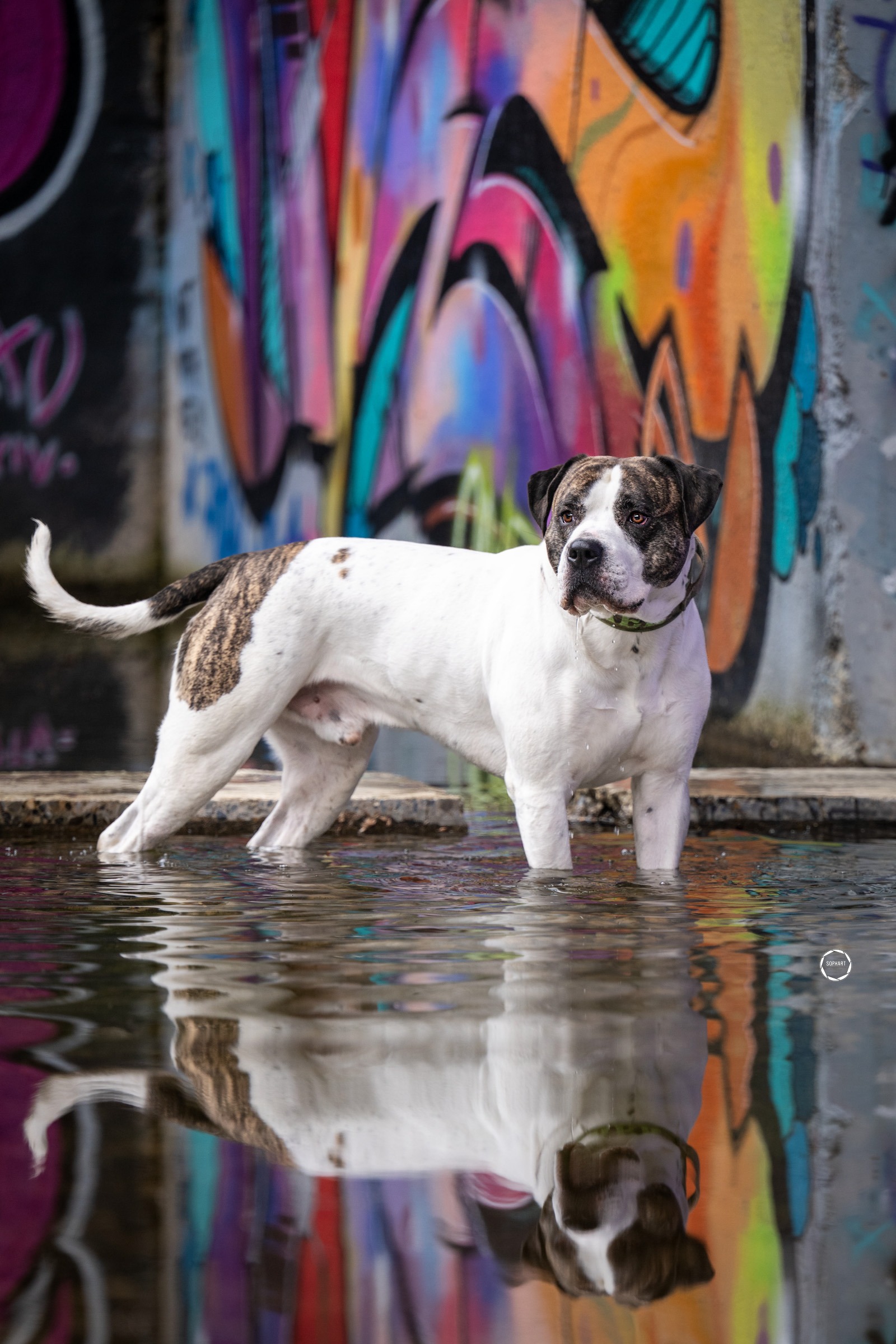 Sophart Photography Hunde Fotografie