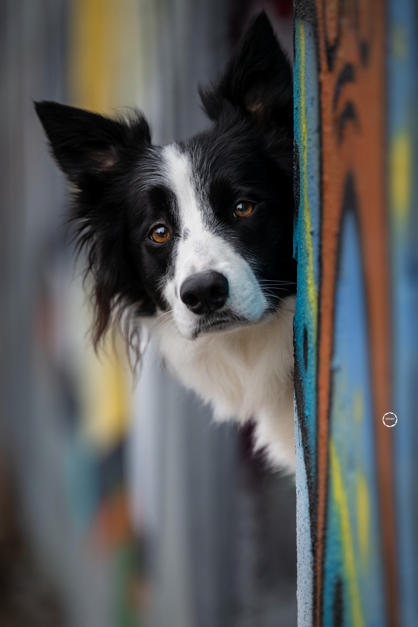 Sophart Photography Hunde Fotografie
