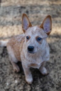 Sophart Photography
Welpen Fotoshooting Aargau