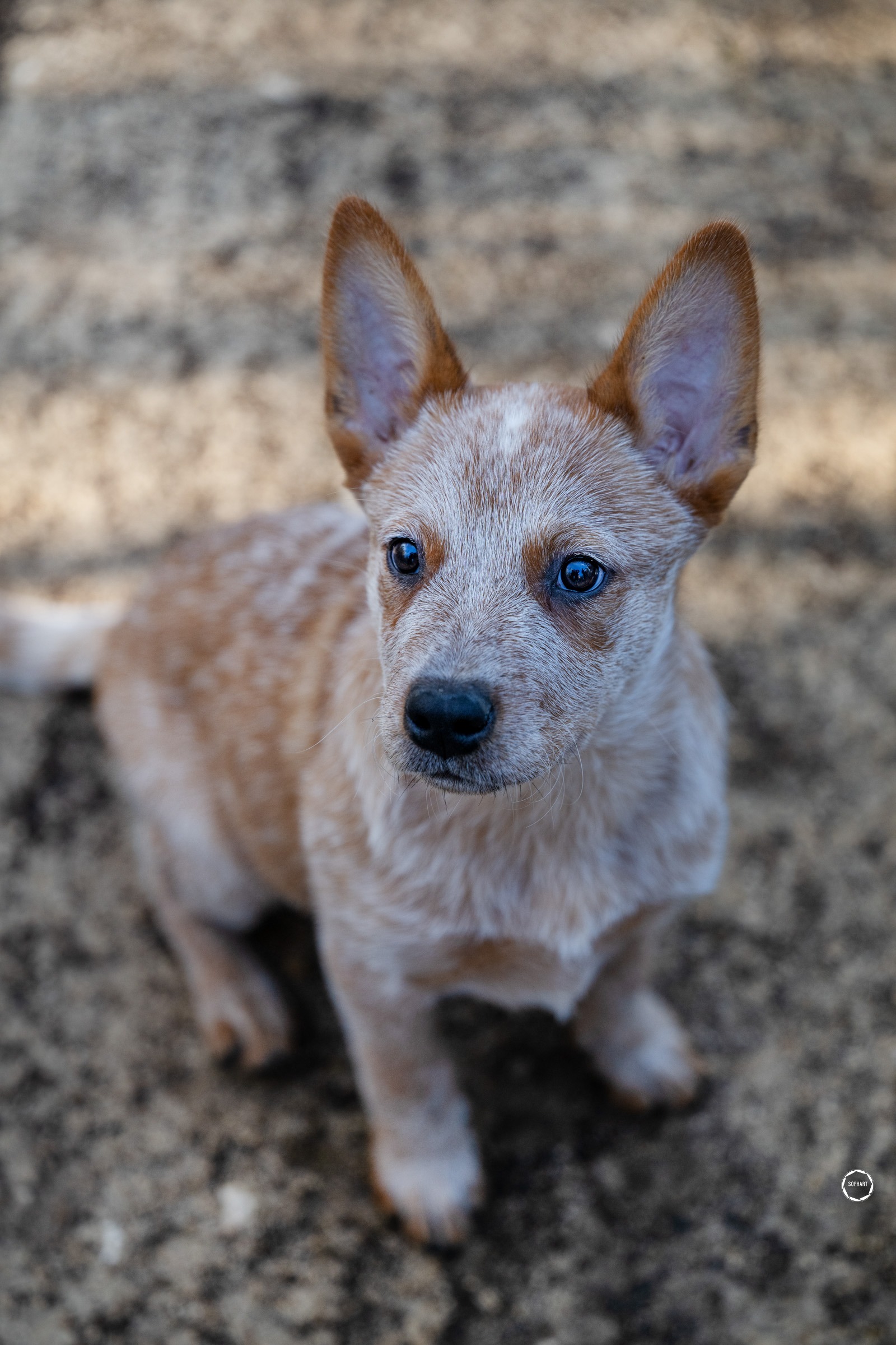 Sophart Photography
Welpen Fotoshooting Aargau