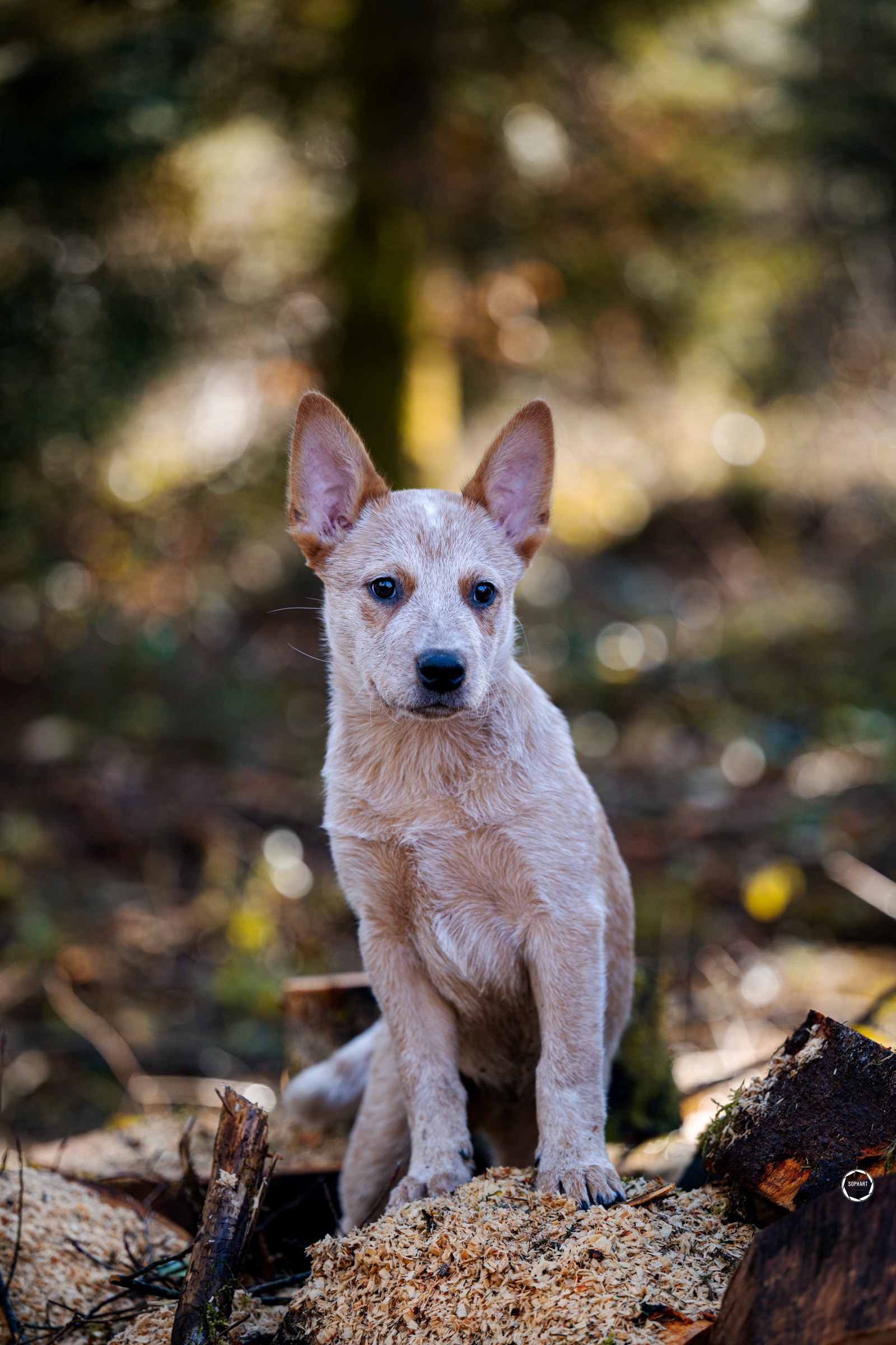 Sophart Photography
Welpen Fotoshooting Aargau
