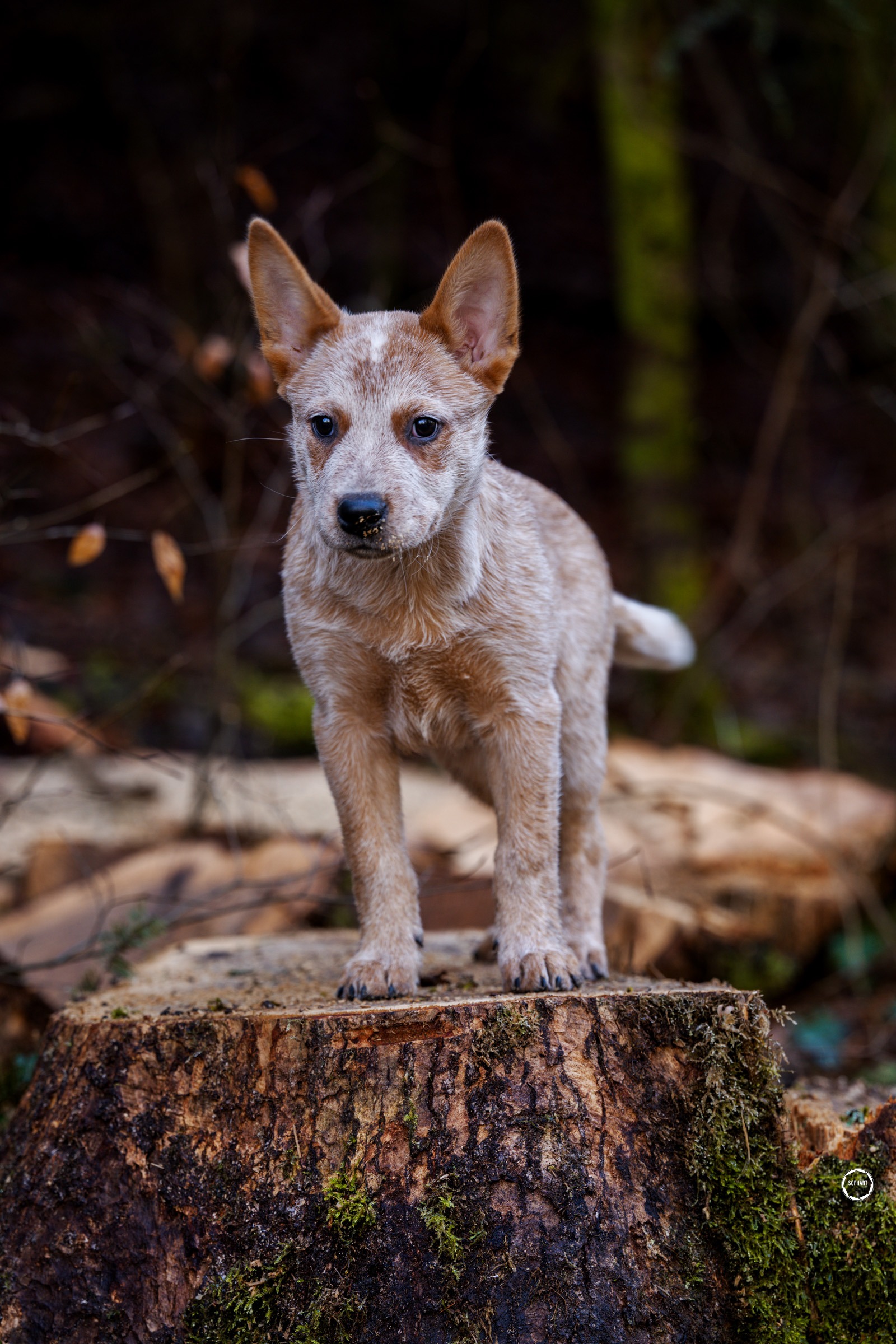 Sophart Photography
Welpen Fotoshooting Aargau