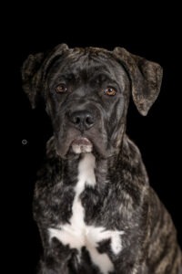 Sophart Photography Welpenfotografie