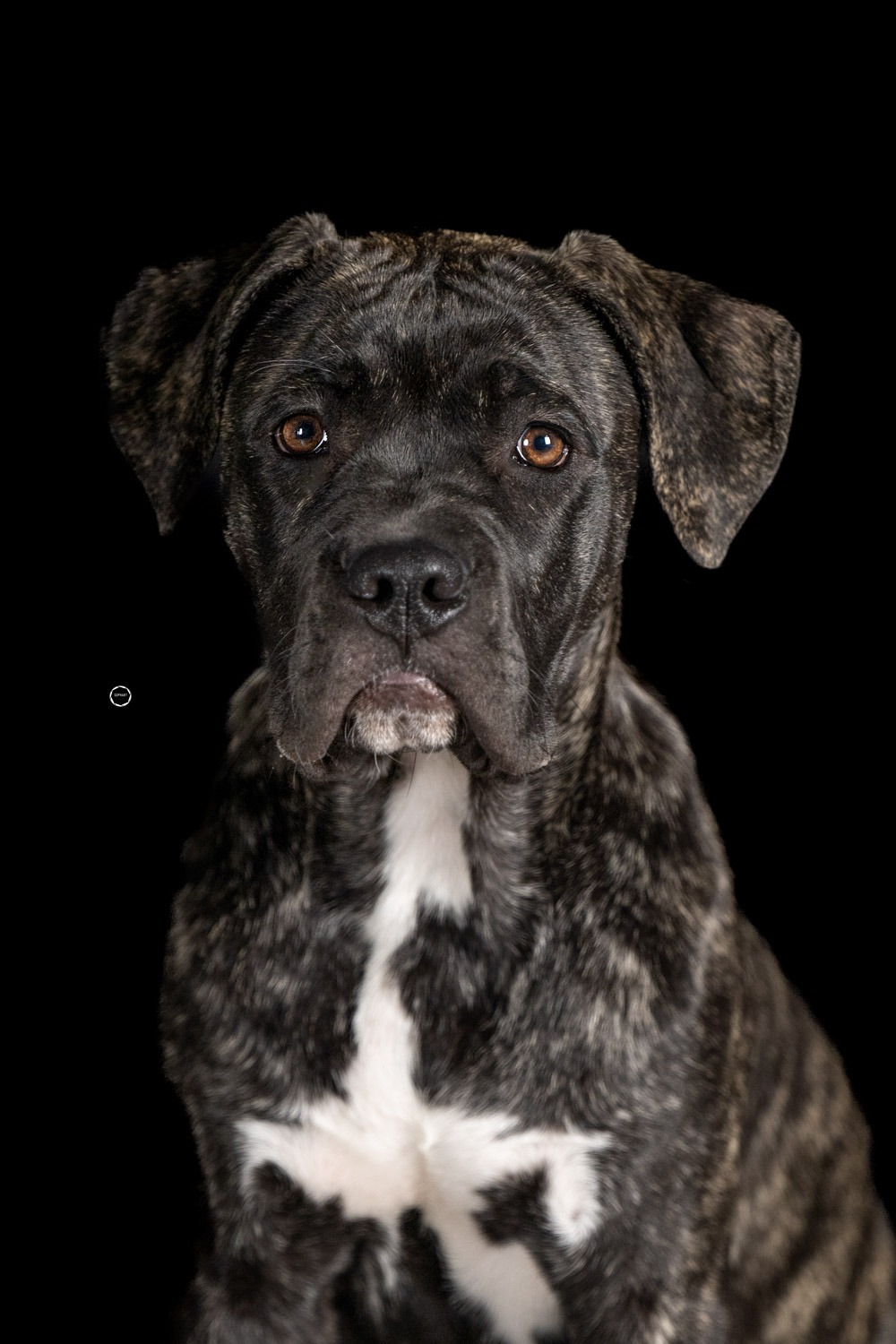 Sophart Photography Welpenfotografie