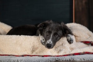 Sophart Photography Welpenfotografie